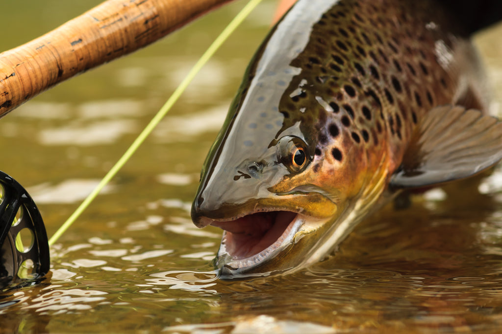 5 Useful Tips On Trout Fishing