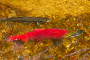 Alaska Salmon Fishing: Salmon Fishing For King, Sockeye And Silver Salmon